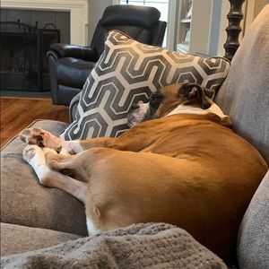 Meet your Posher, Jessie